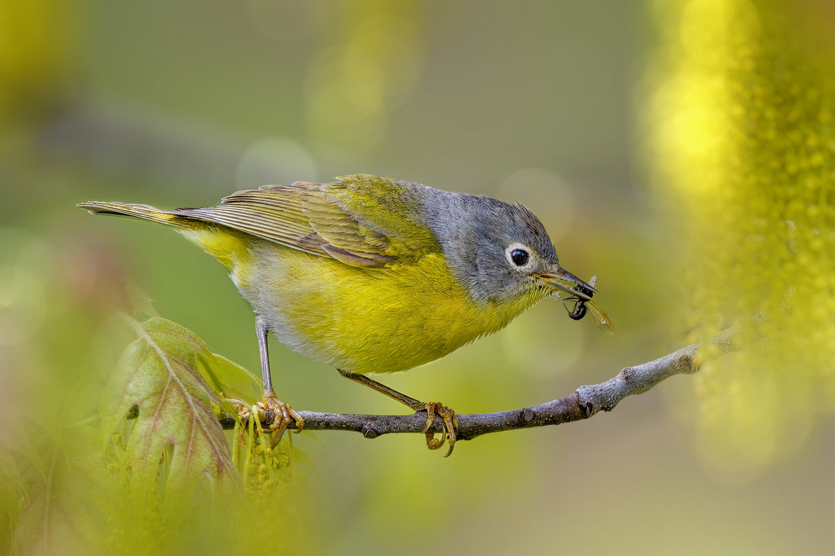 Nashville warbler Poster och Canvastavla
