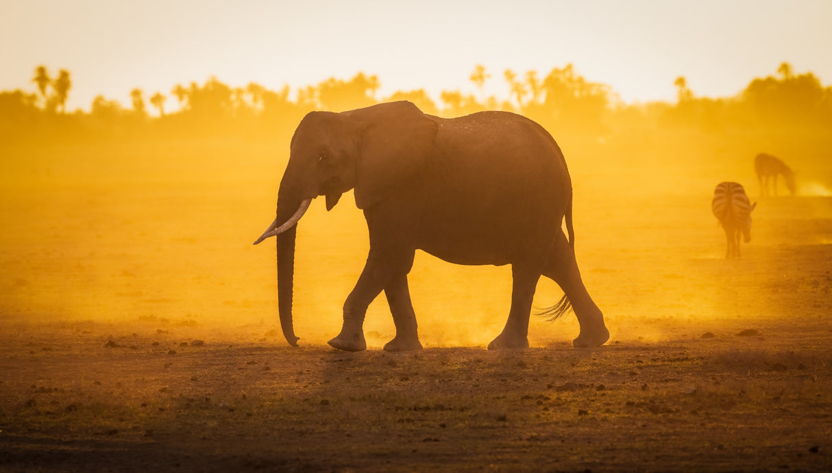 Elephantine Sunrise Poster och Canvastavla