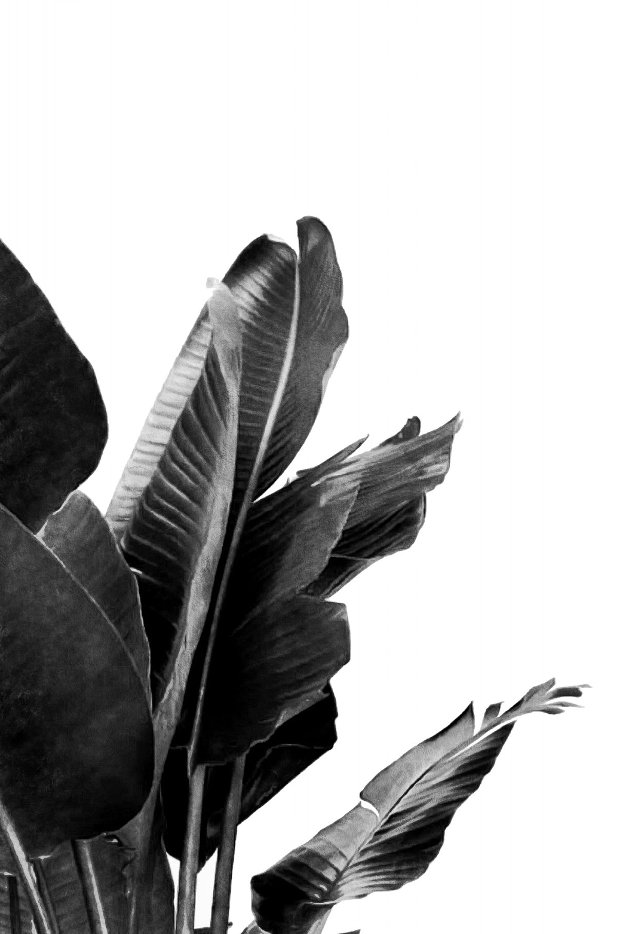 Bird of Paradise Plant Black and White 02 Poster och Canvastavla