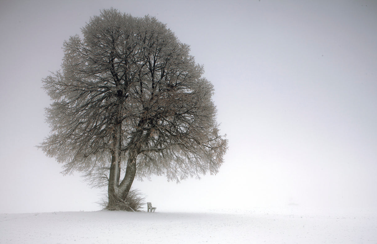 Winter tree Poster och Canvastavla