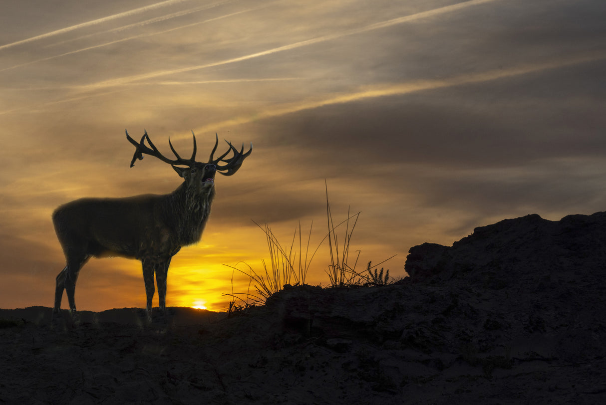 Greeting the Sun Poster och Canvastavla