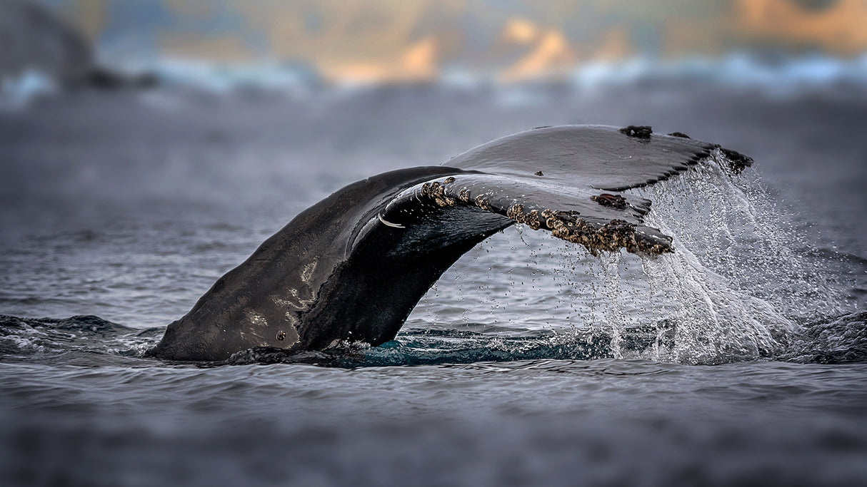 Humpback whale, the owner of Antarctic Ocean Poster och Canvastavla
