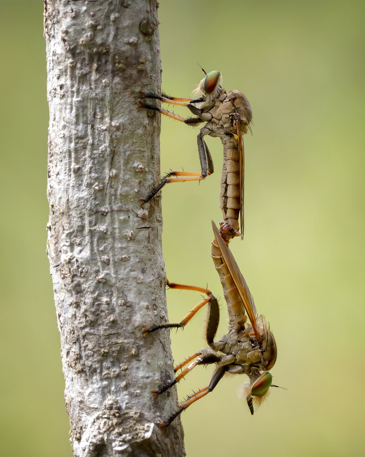 Bounded Asilidae Poster och Canvastavla