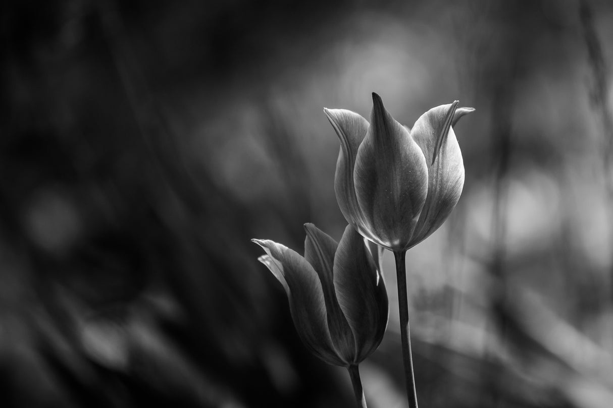 Tulips Poster och Canvastavla