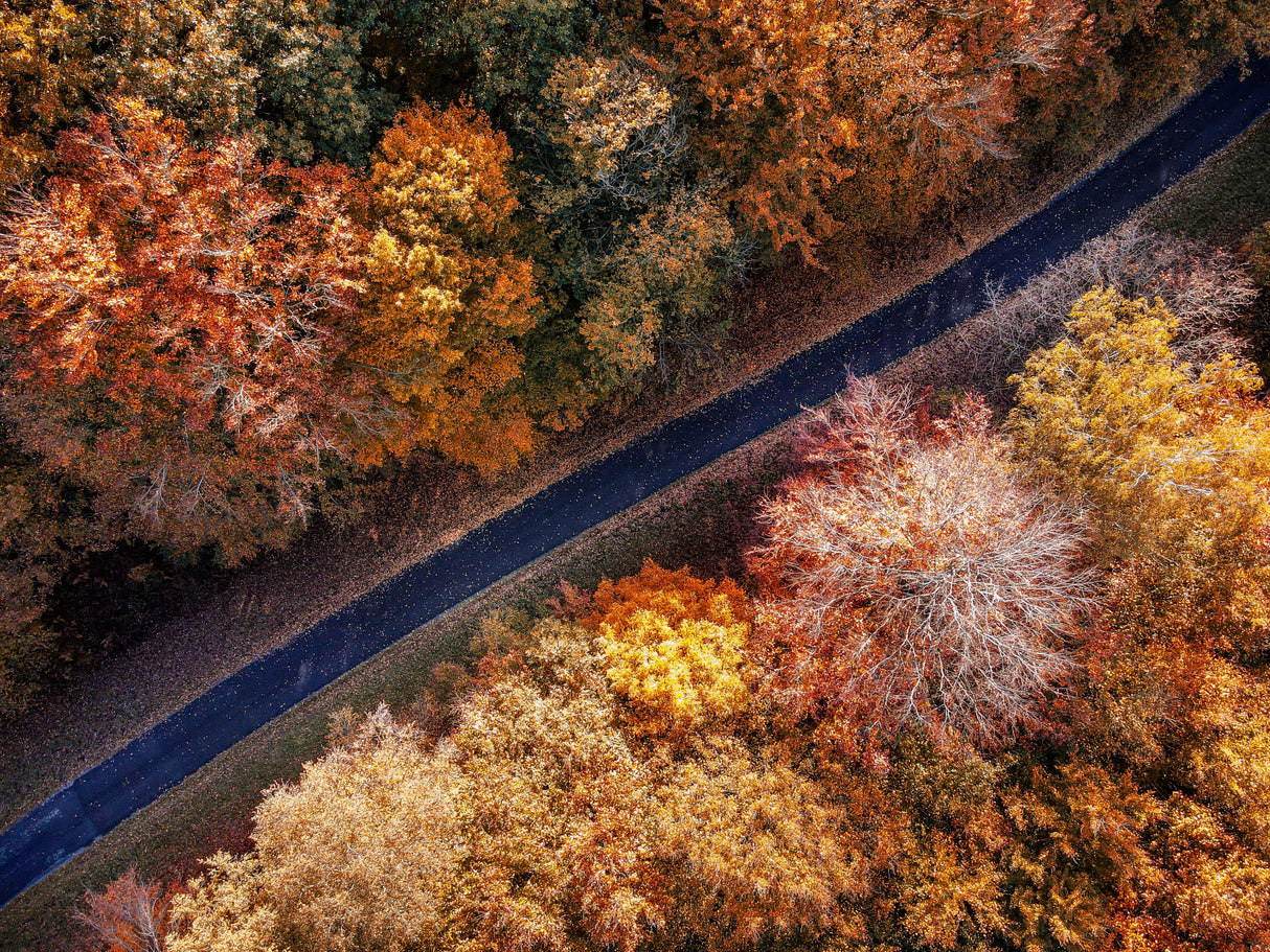 My automne 2 Poster och Canvastavla