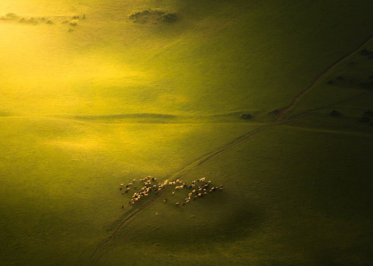 The Sheep in The Green Land Poster och Canvastavla