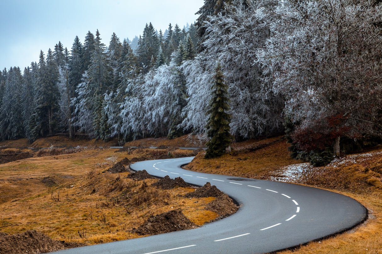 The road and the frozen trees Poster och Canvastavla
