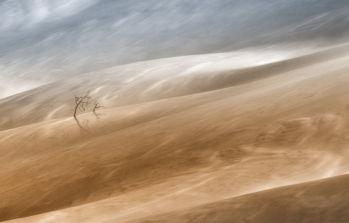 two trees Poster och Canvastavla