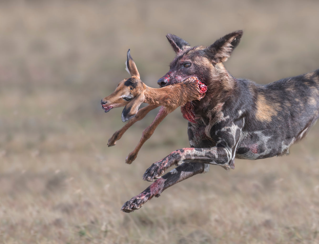 Wild dog tear apart a baby impala Poster och Canvastavla