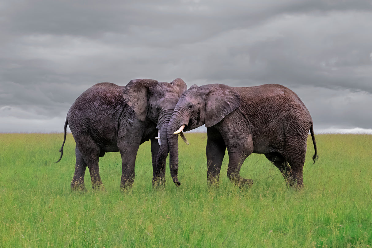 Elephant Tai Chi Push Poster och Canvastavla