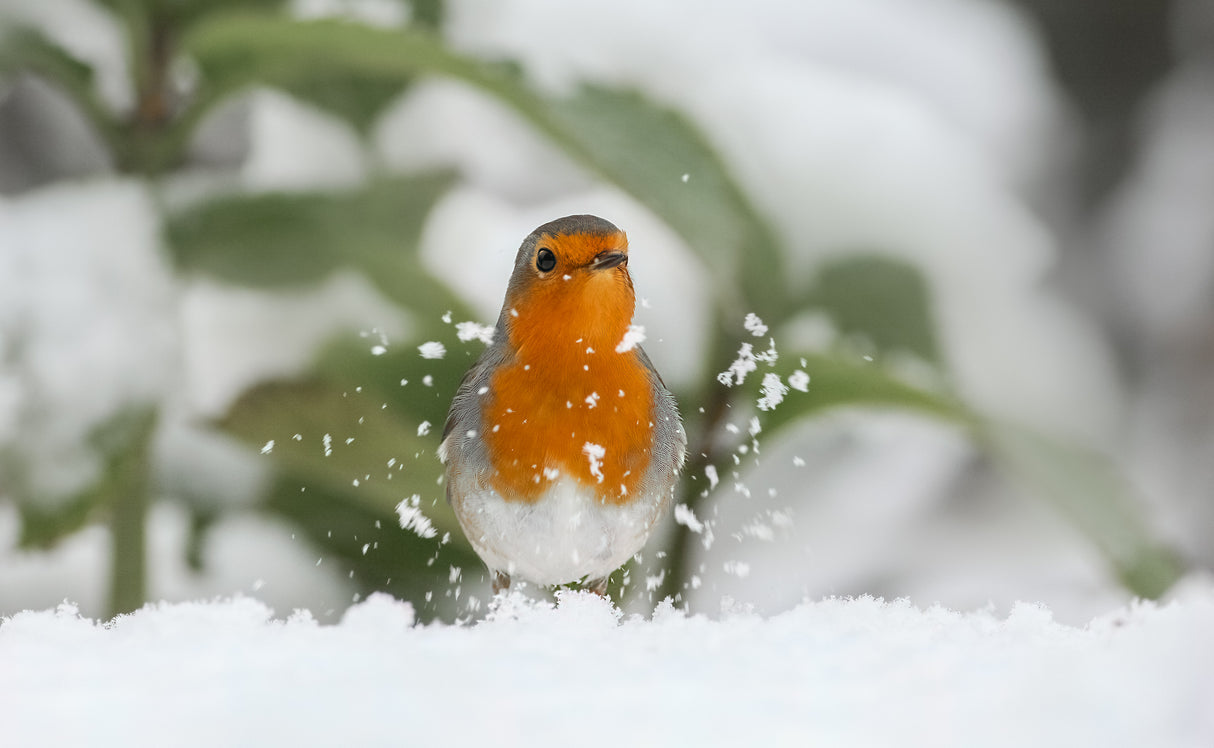 Robin in the snow. Poster och Canvastavla