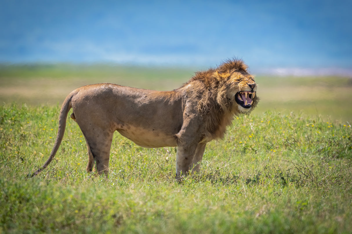 Ngorongoro Poster och Canvastavla