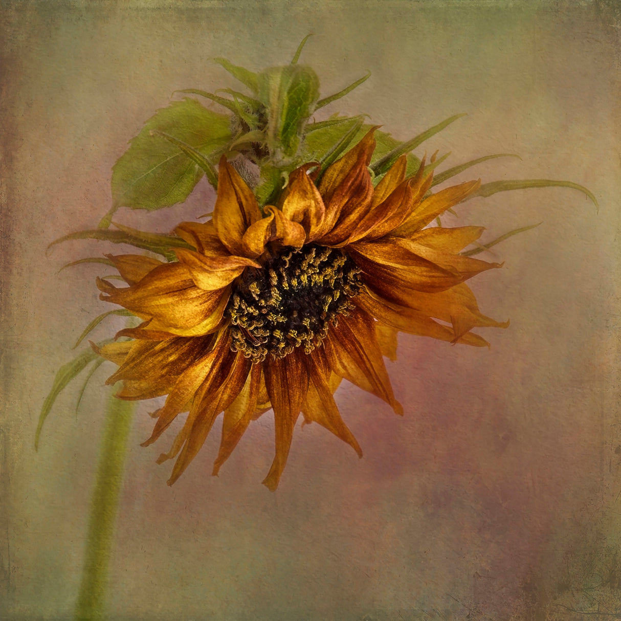 Sunflower Poster och Canvastavla