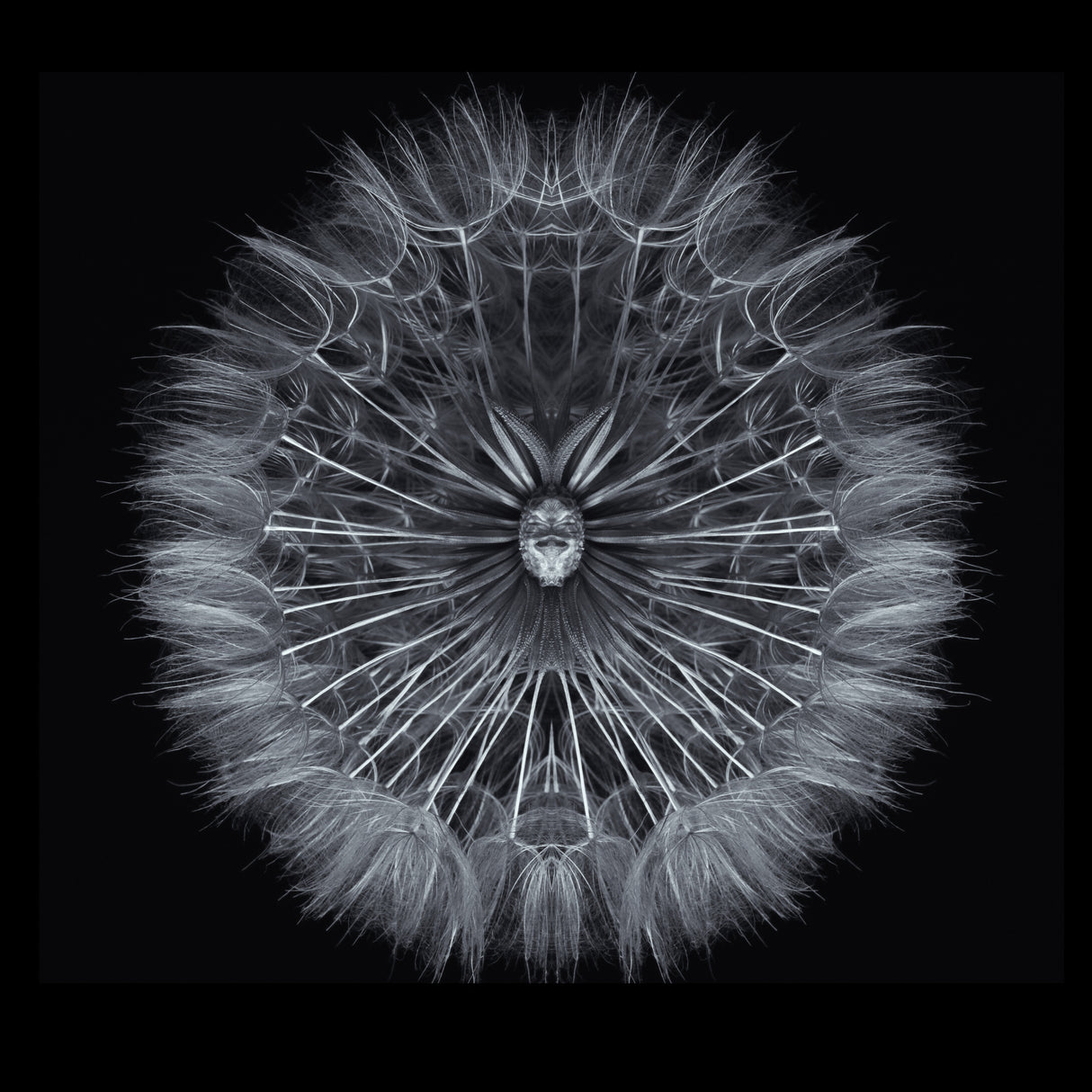 Salsify Poster och Canvastavla