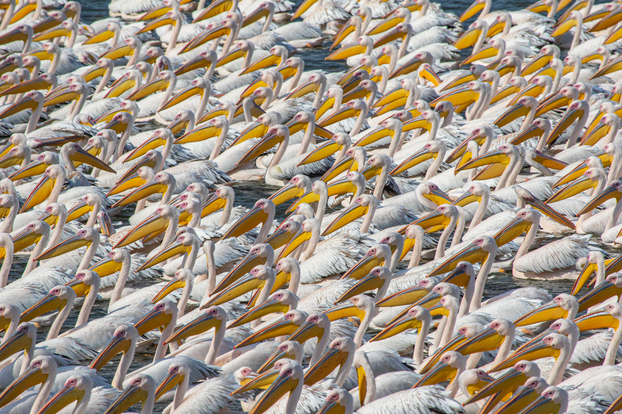 Pelican Parade Poster och Canvastavla