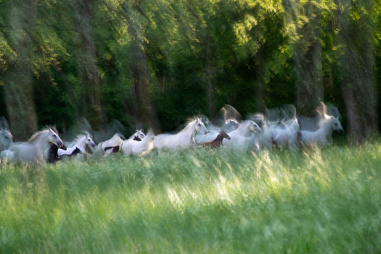Spring gallop Poster och Canvastavla