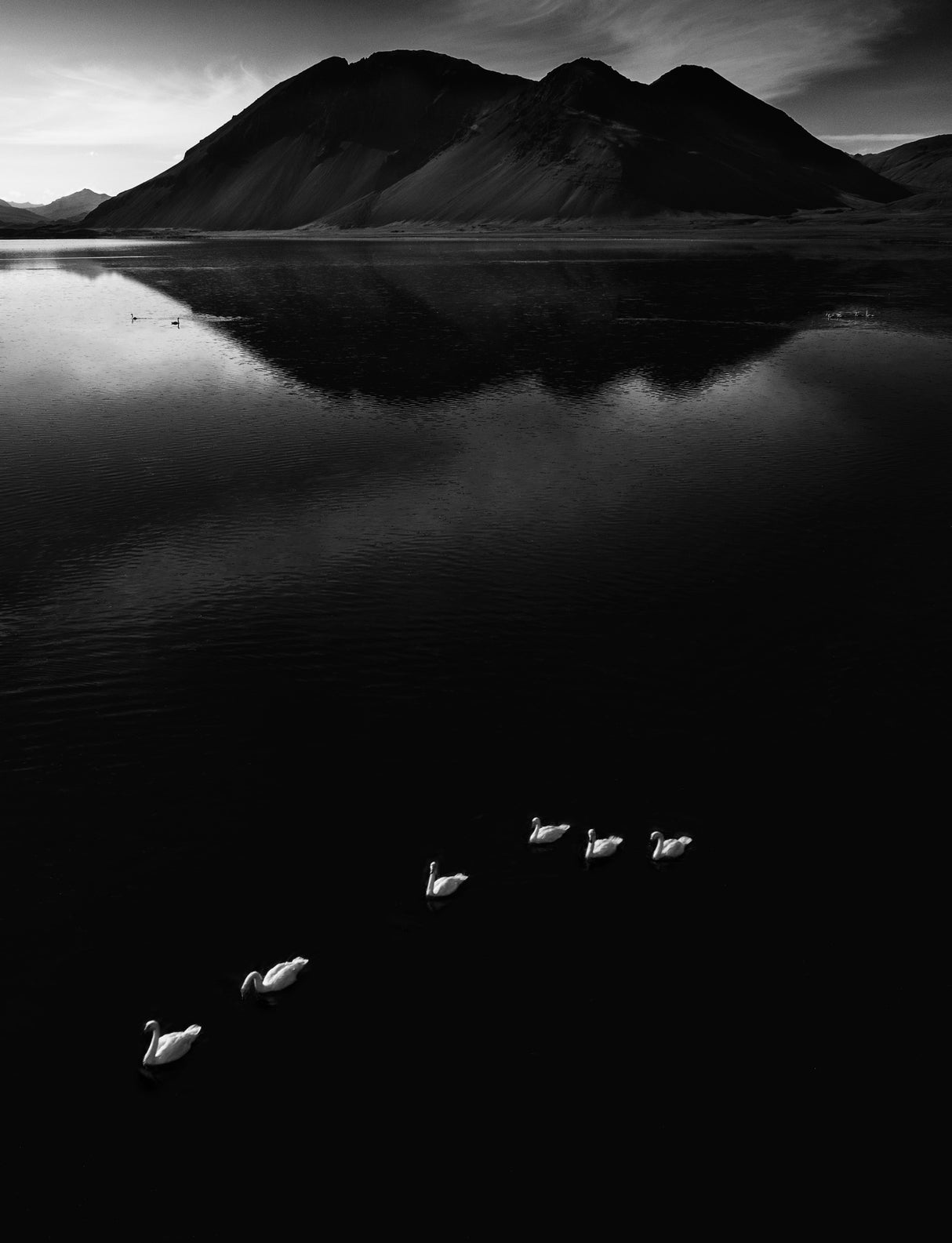 THE SWANS ON THE SEA Poster och Canvastavla