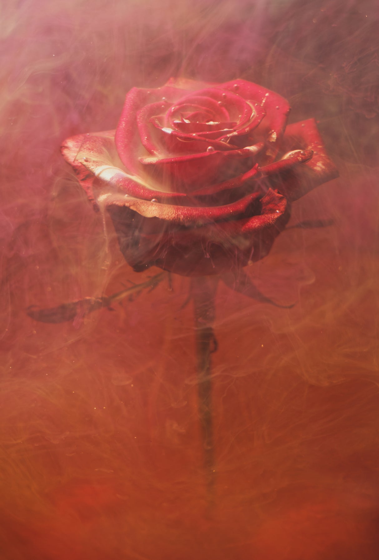 red rose and ink in water Poster och Canvastavla
