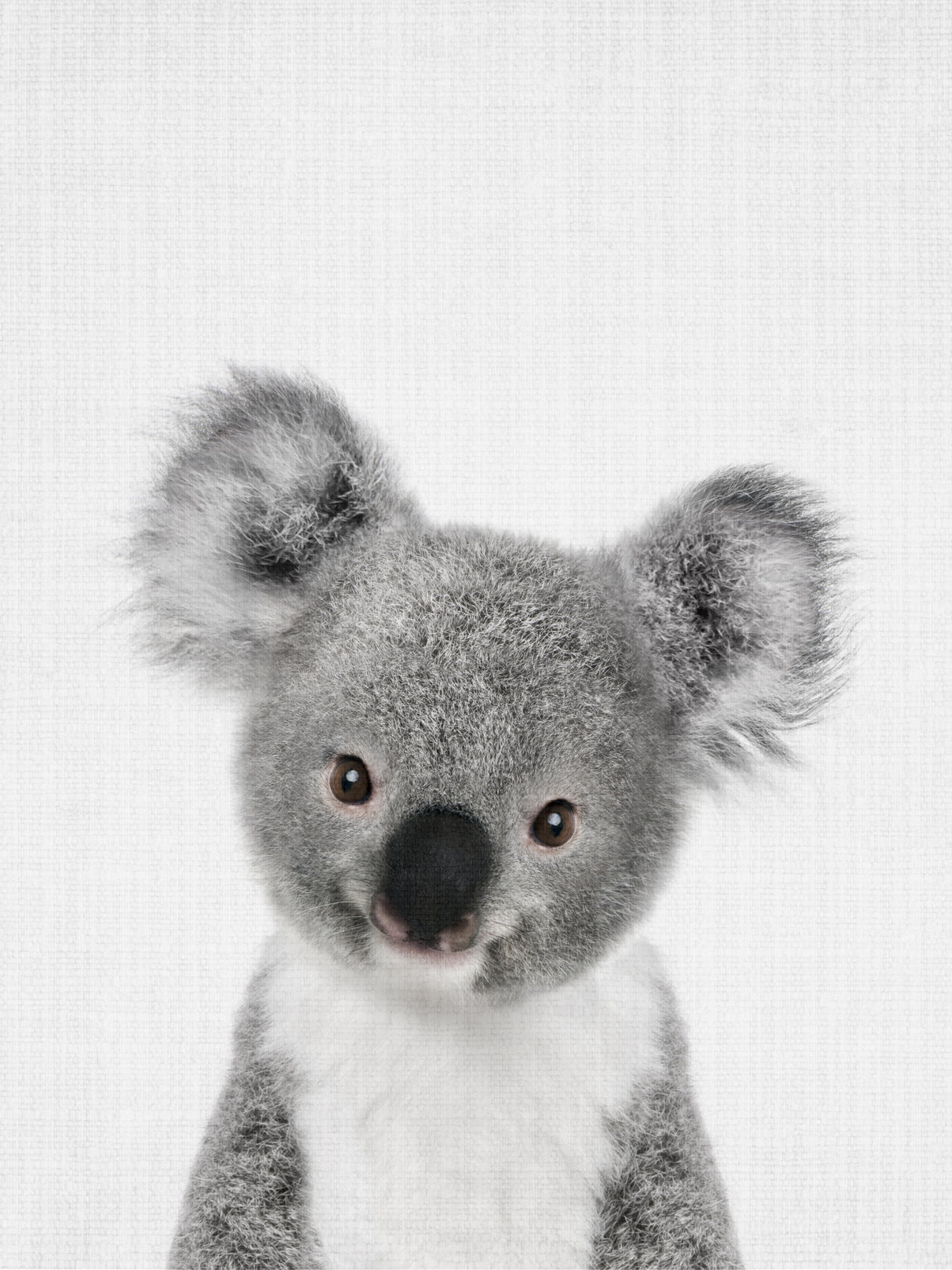 Peekaboo Baby Koala Poster och Canvastavla