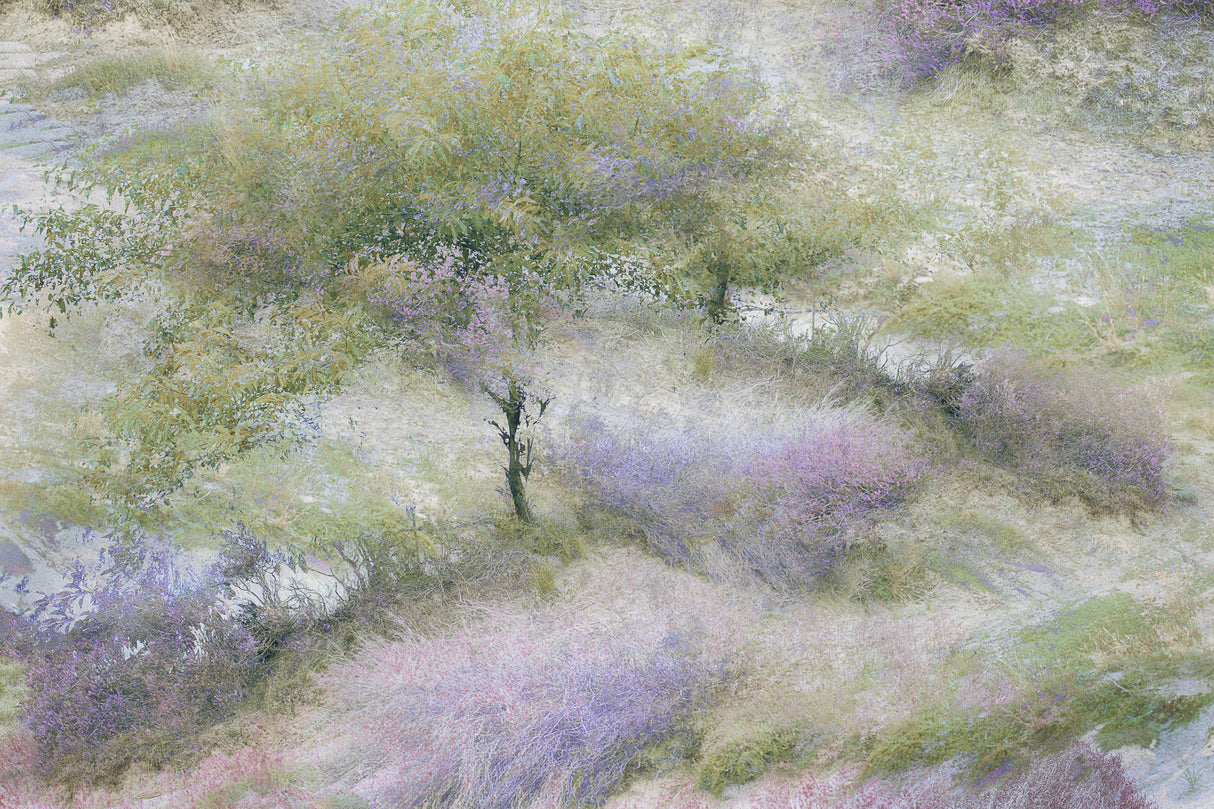 Flowering heather Poster och Canvastavla