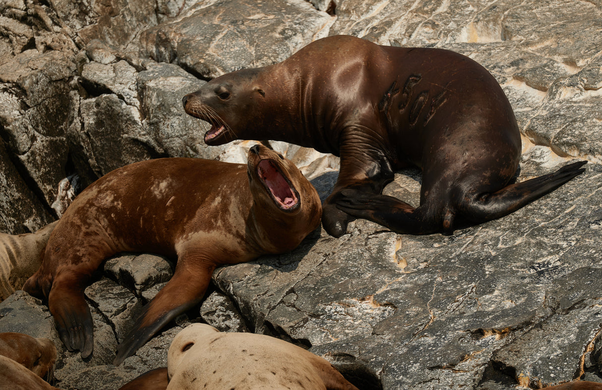 Pacific eared seals Poster och Canvastavla