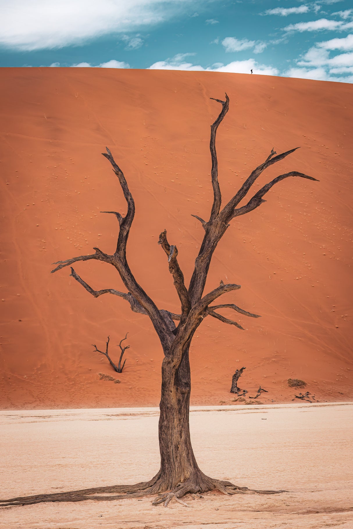 Riding the top of the dune Poster och Canvastavla
