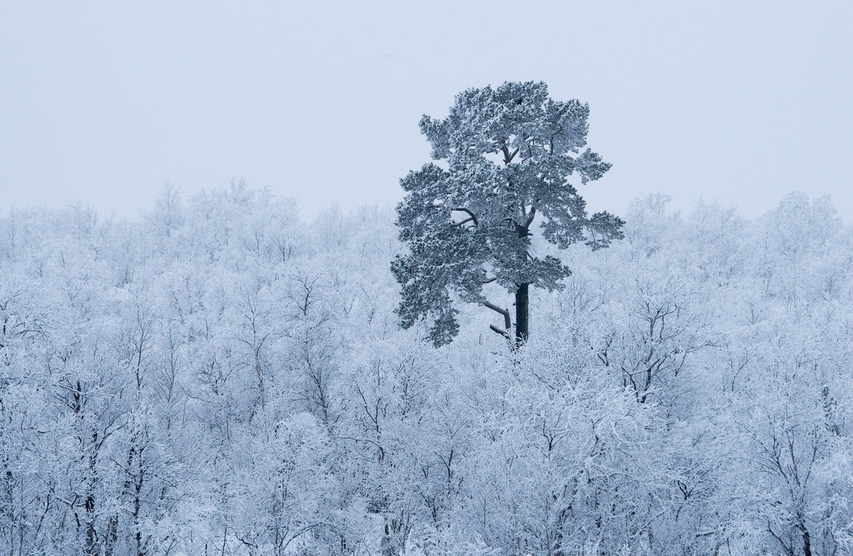 First snow Poster och Canvastavla