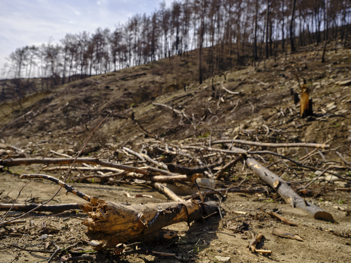 burnt trees in the forest Poster och Canvastavla
