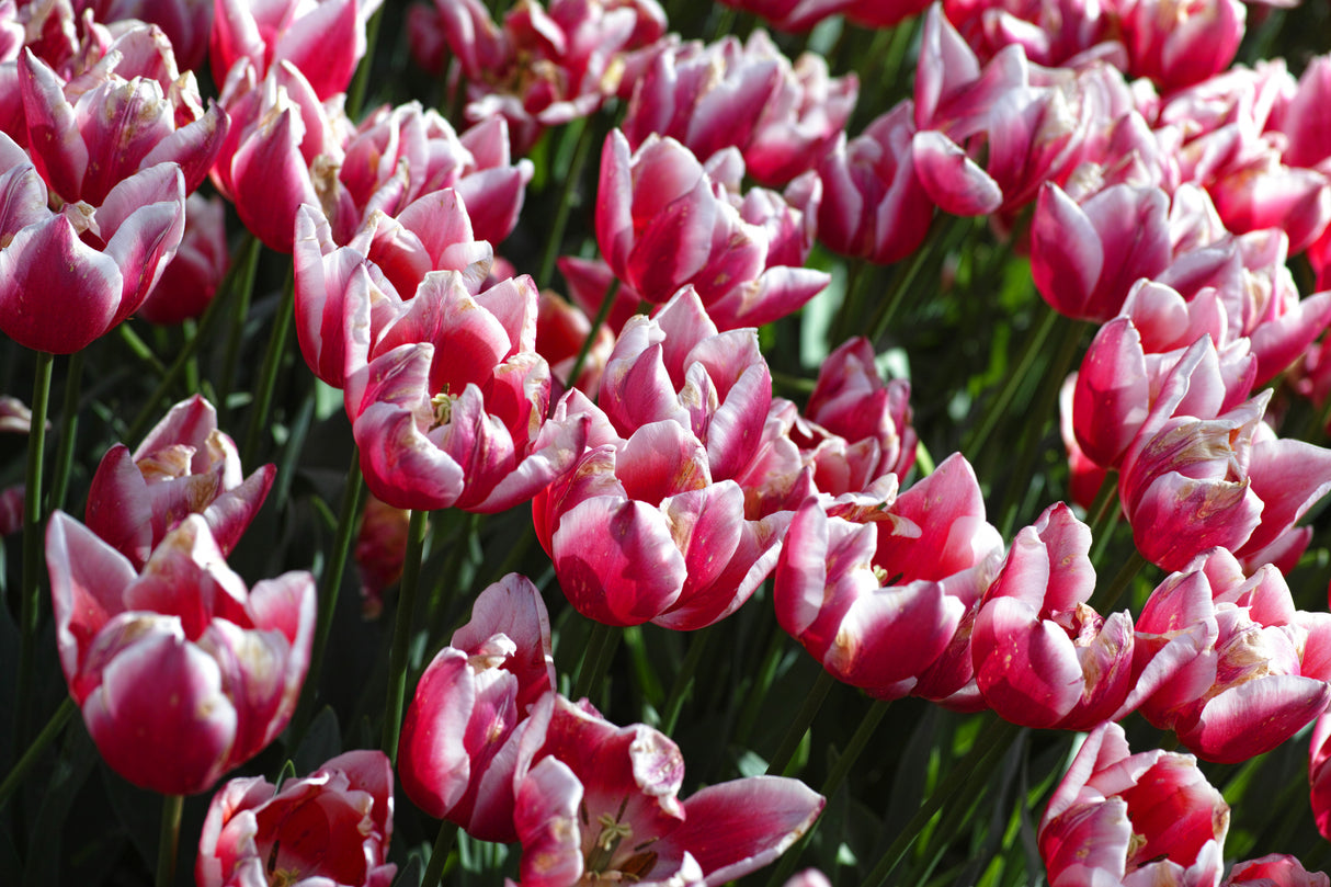 colorful tulips Poster och Canvastavla