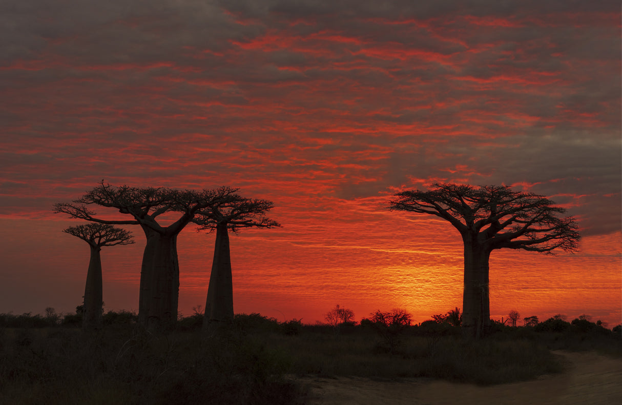 The Baobab Tree under the Morning Glow Poster och Canvastavla