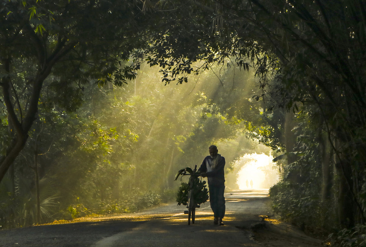 Sunlight on Road Poster och Canvastavla