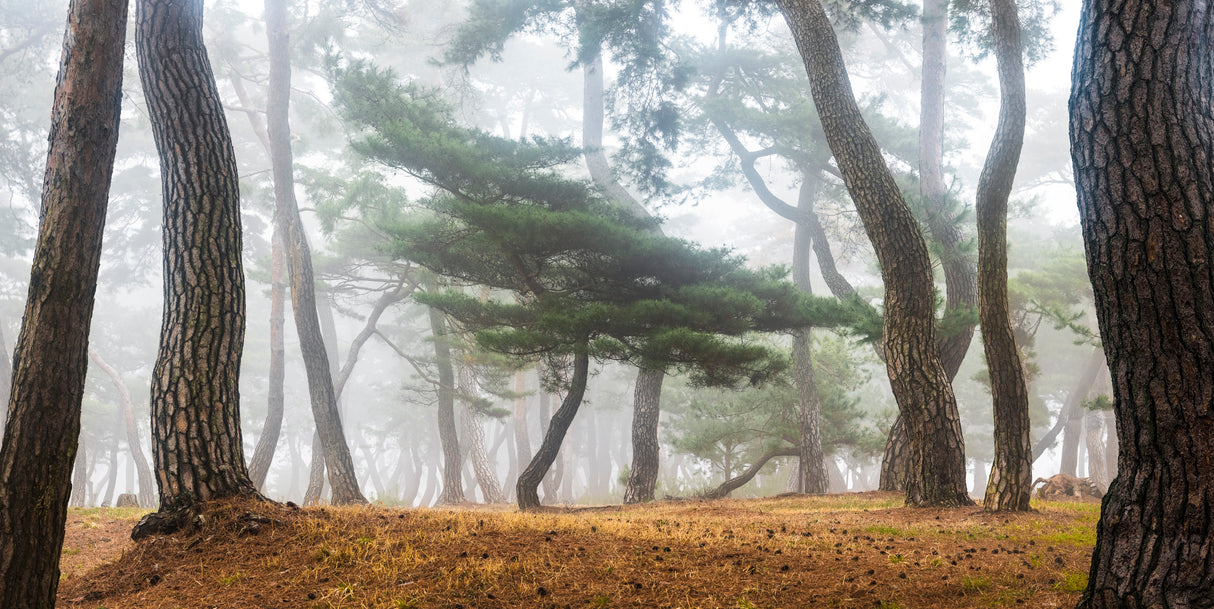In The Misty Pine Forest Poster och Canvastavla