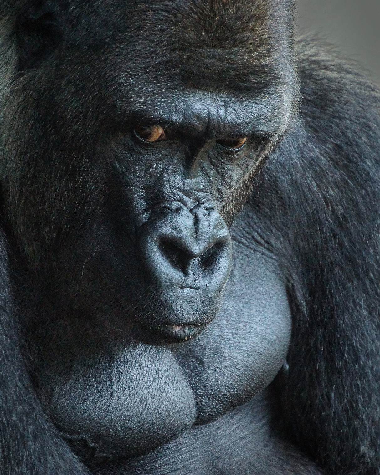Unhappy Gorilla Poster och Canvastavla