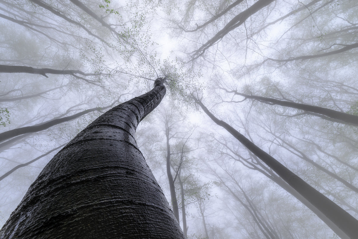 Beech forest Poster och Canvastavla