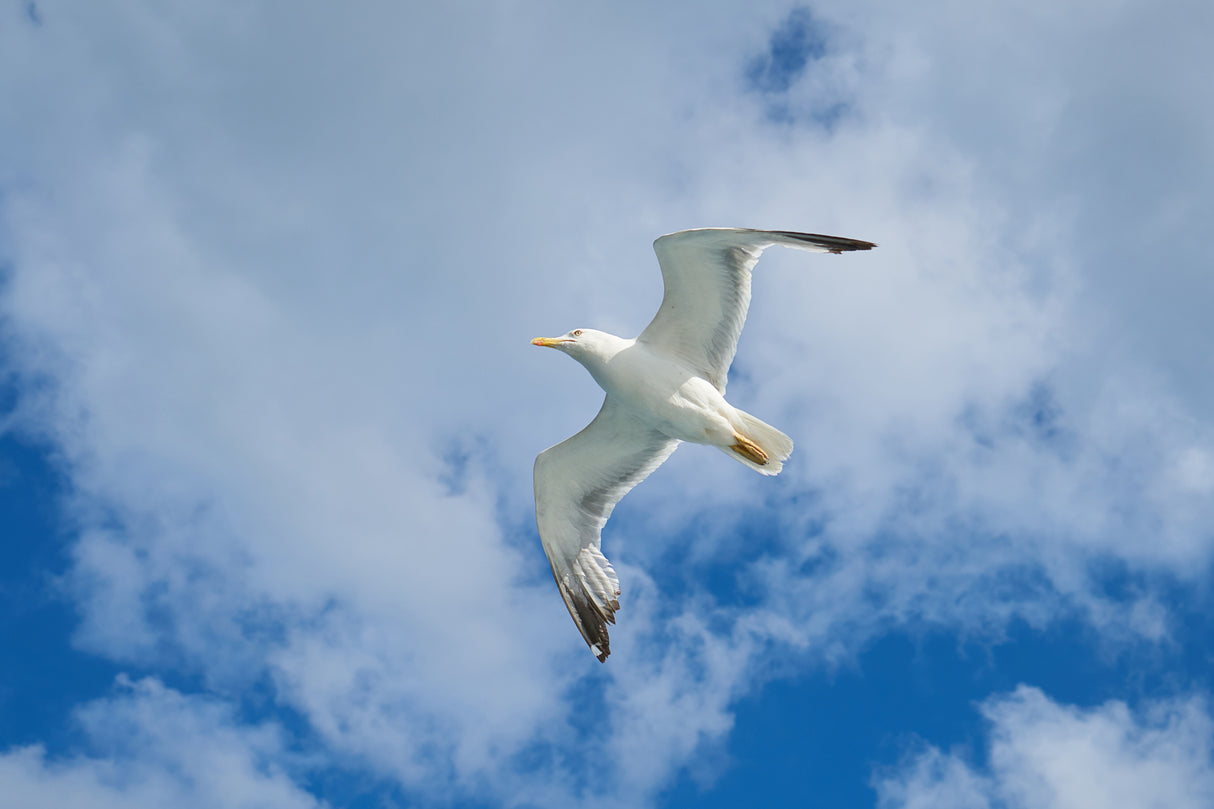 flying seagull Poster och Canvastavla