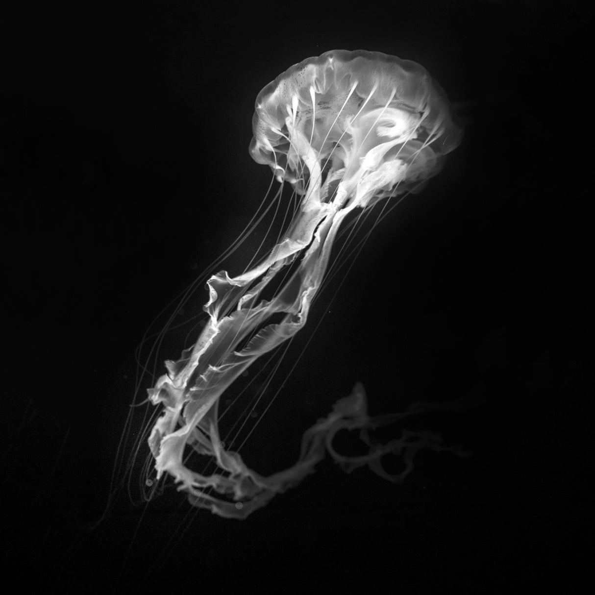 Jelly Fish Dance Poster och Canvastavla