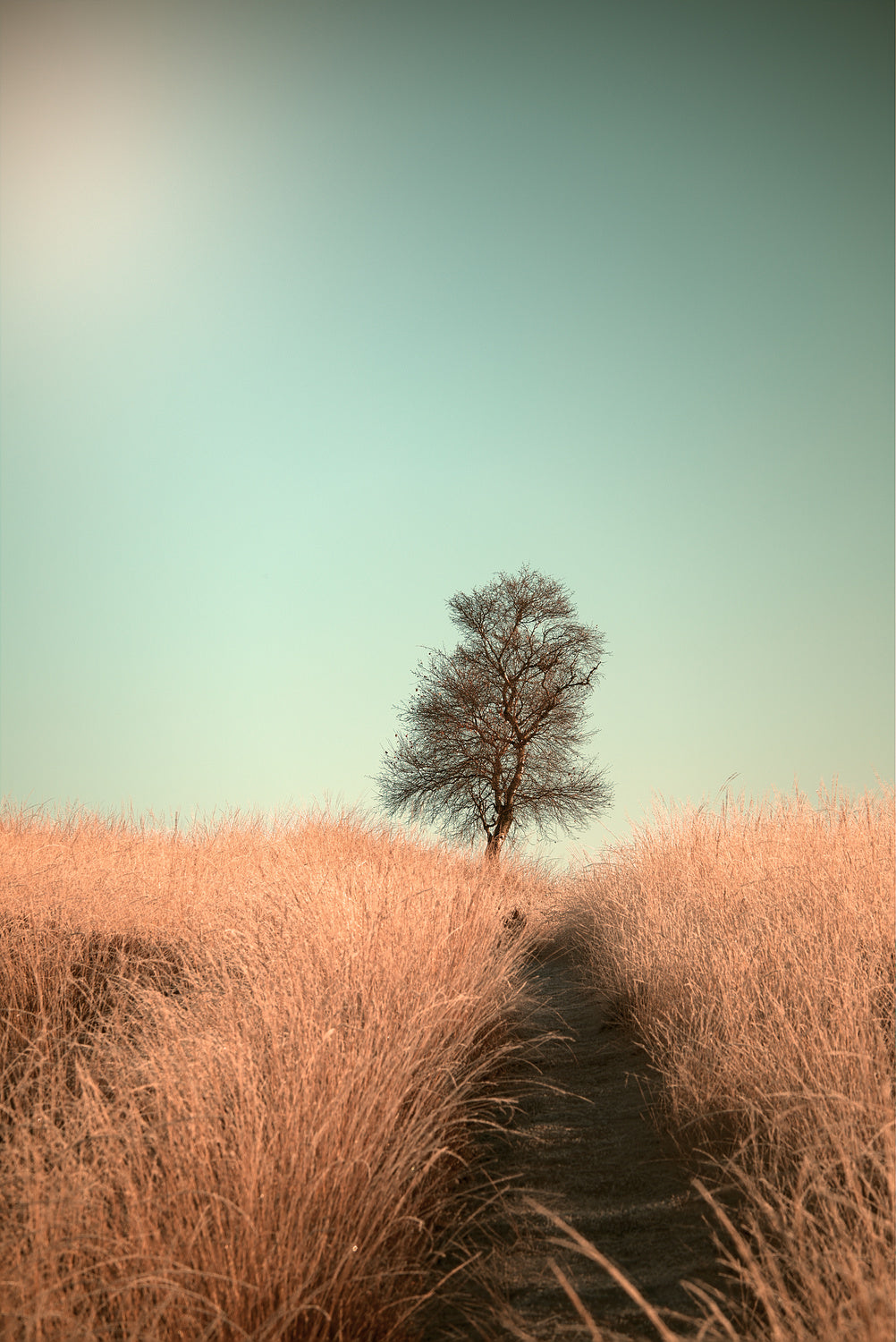 Grass and Path Poster och Canvastavla