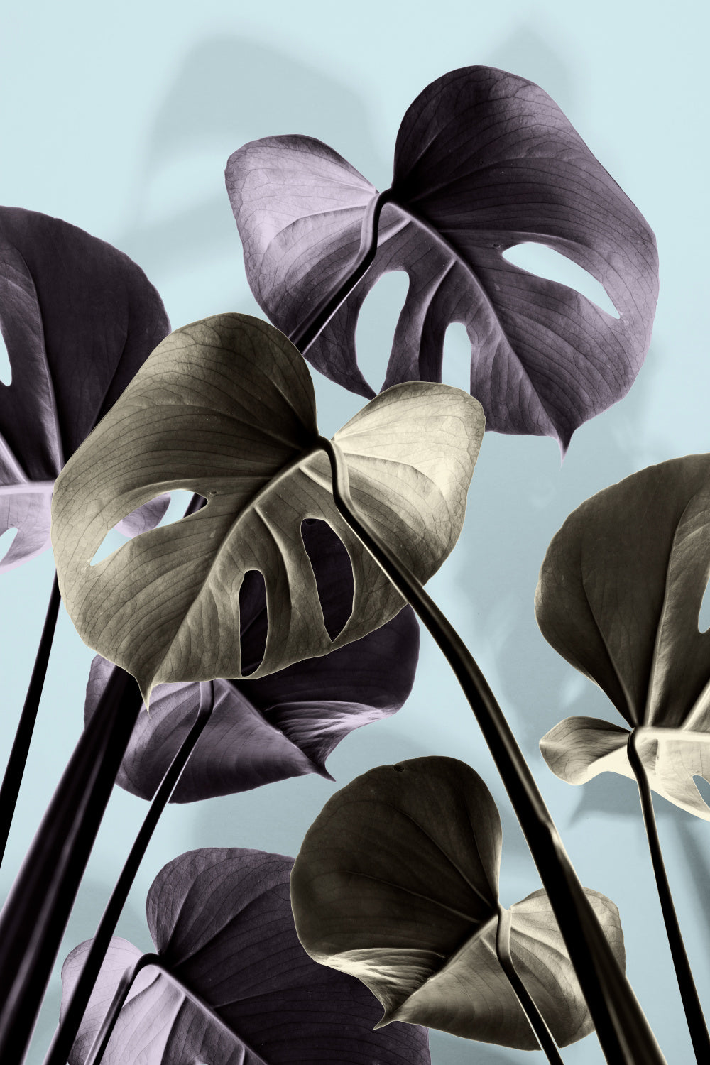 Monstera Blue 01 Poster och Canvastavla