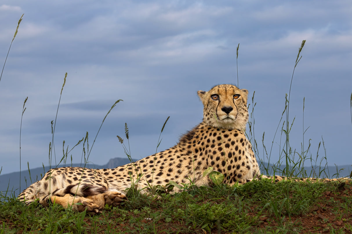 Cheetah Poster och Canvastavla
