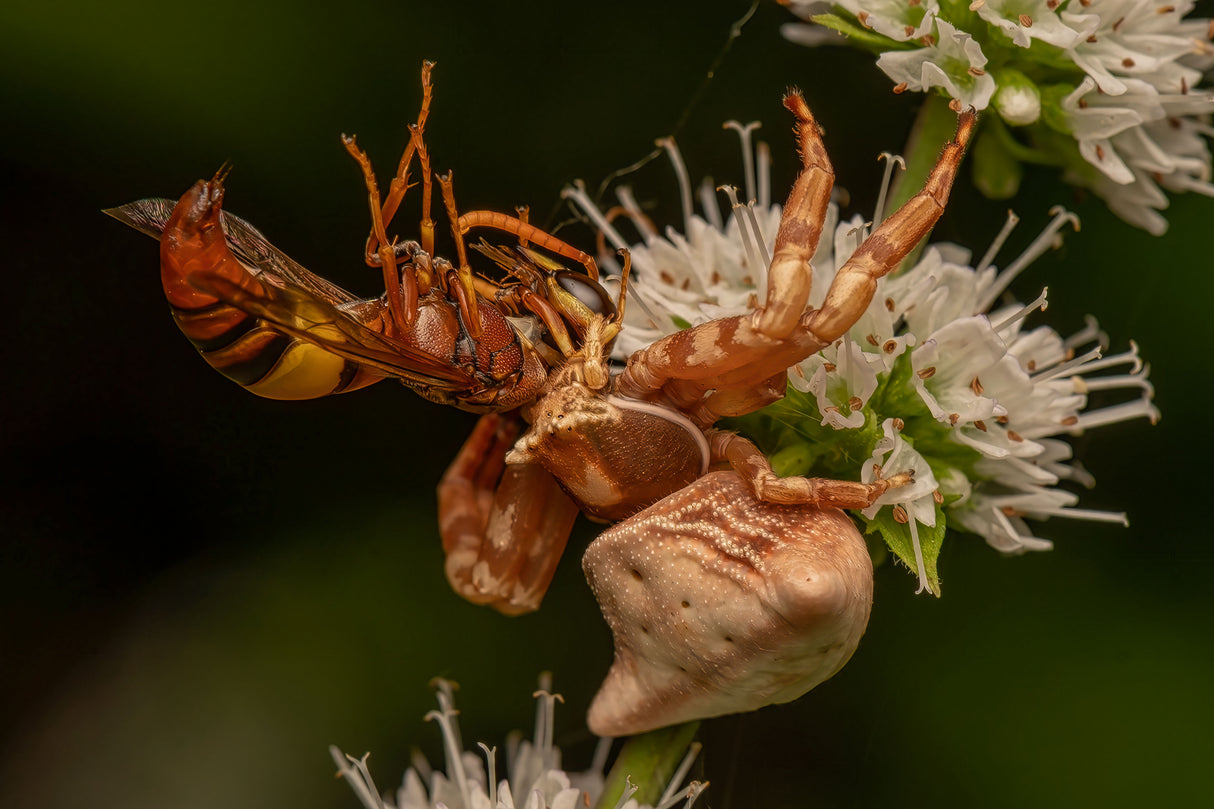 Crab Spider With Wasp Kill Poster och Canvastavla