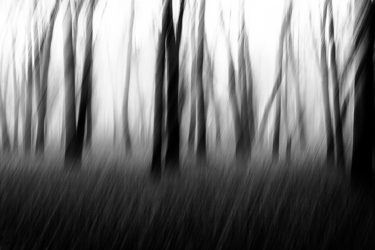 Dancing trees in the fog Poster och Canvastavla
