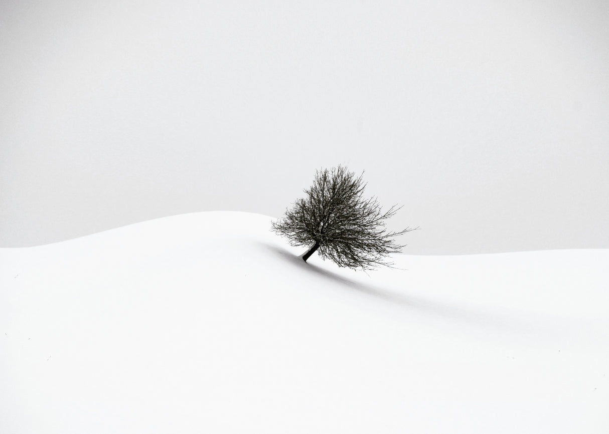 white winter Poster och Canvastavla