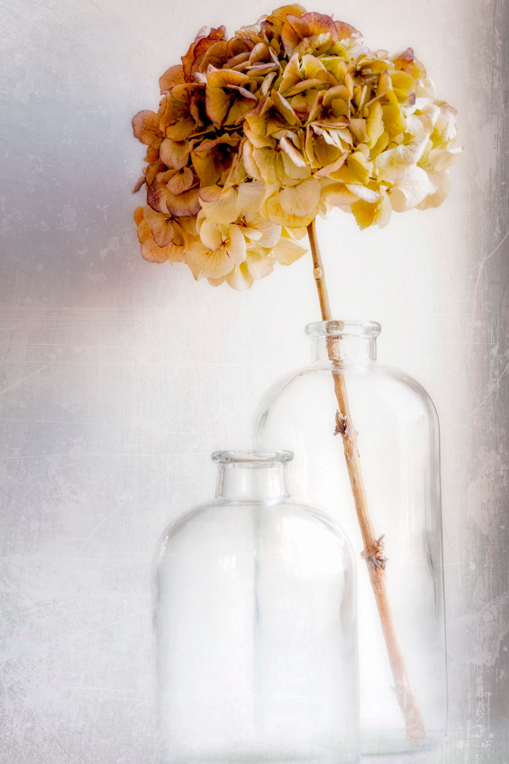 hydrangea Poster och Canvastavla