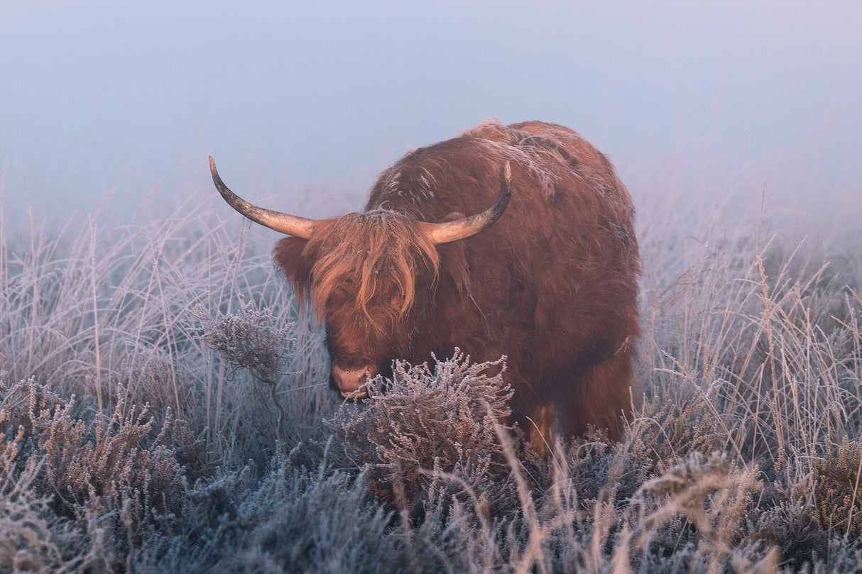 HIghlander in cold Sunrise. Poster och Canvastavla