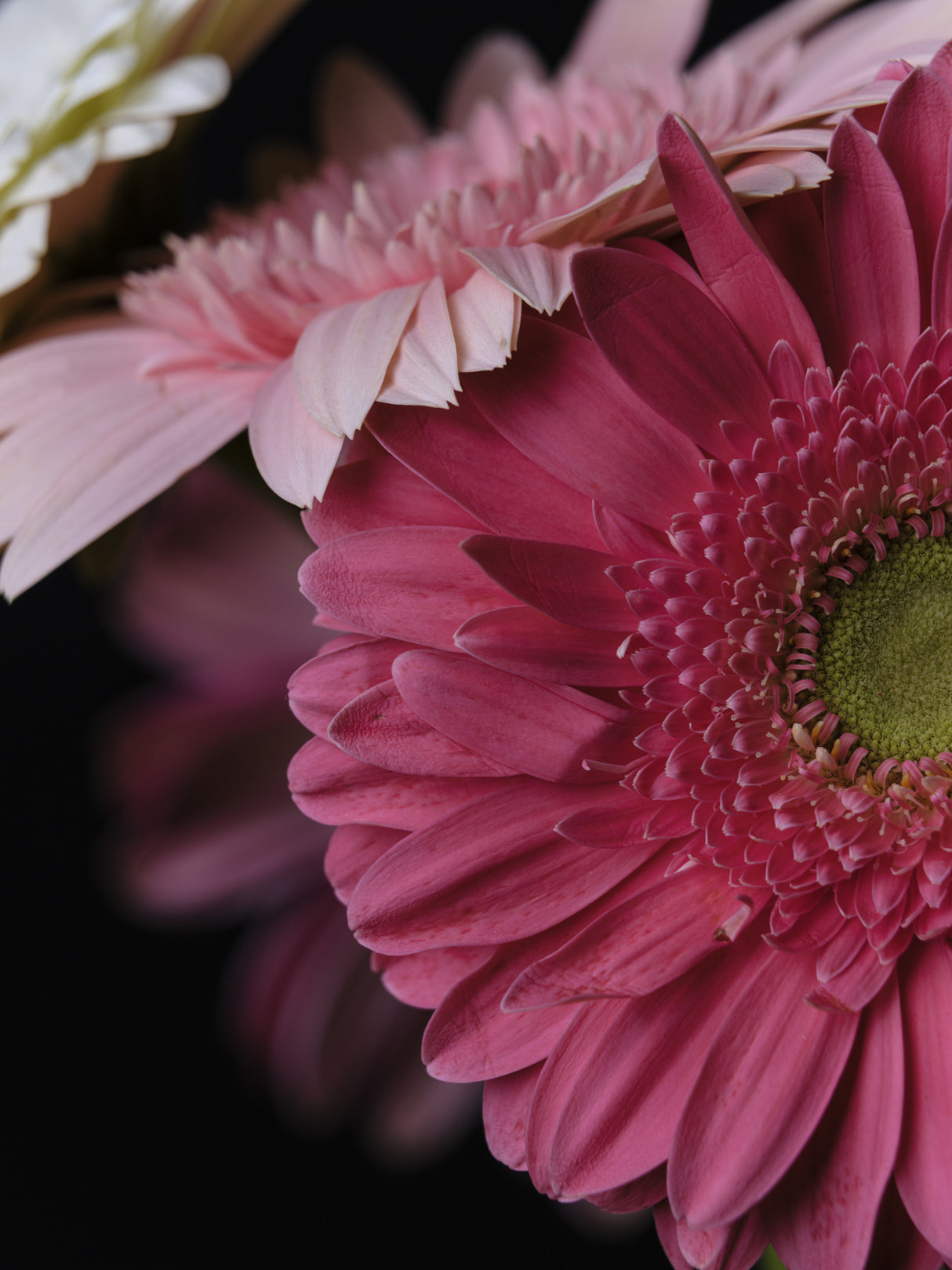 beautiful flowers Poster och Canvastavla