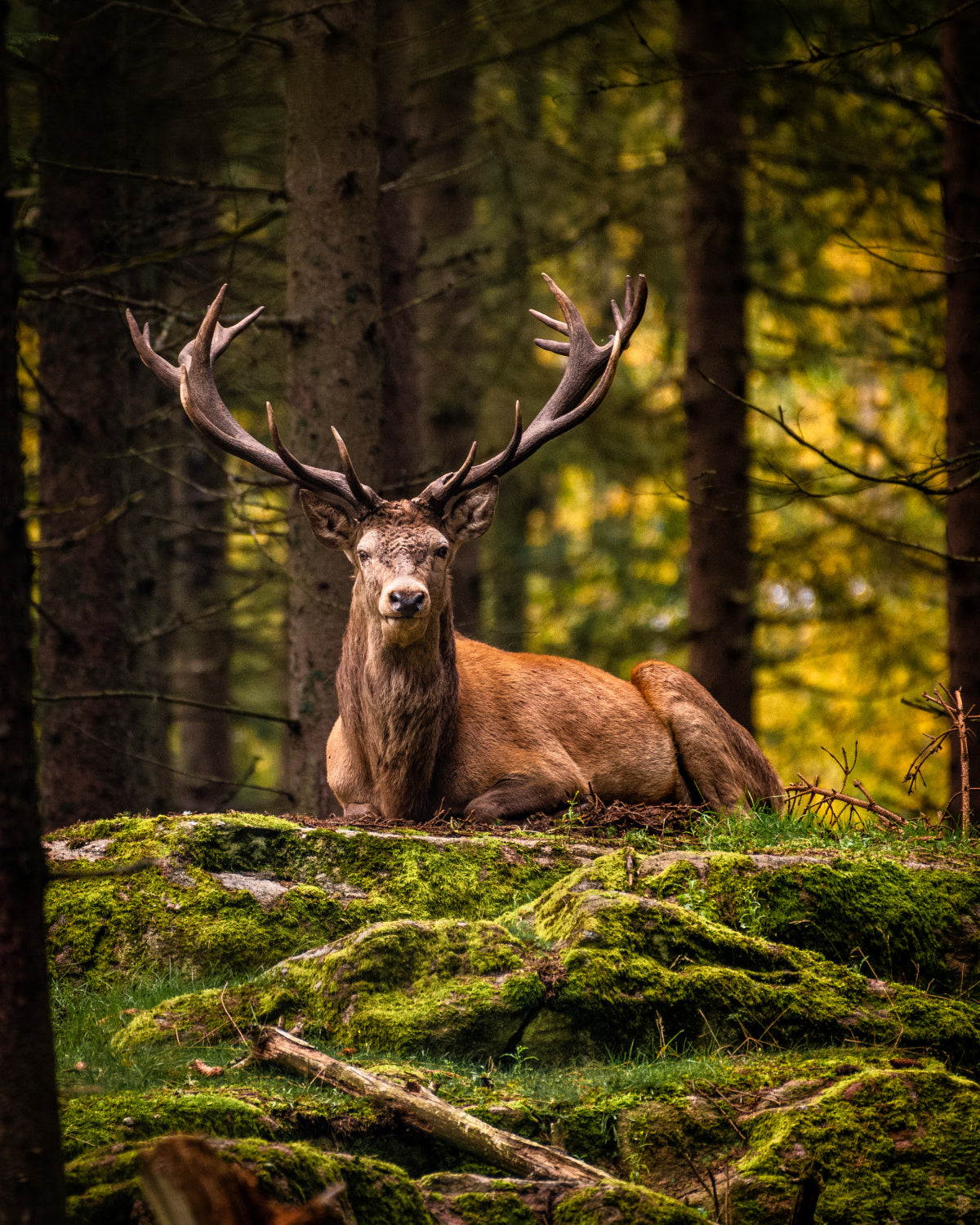 Crown of a king Poster och Canvastavla