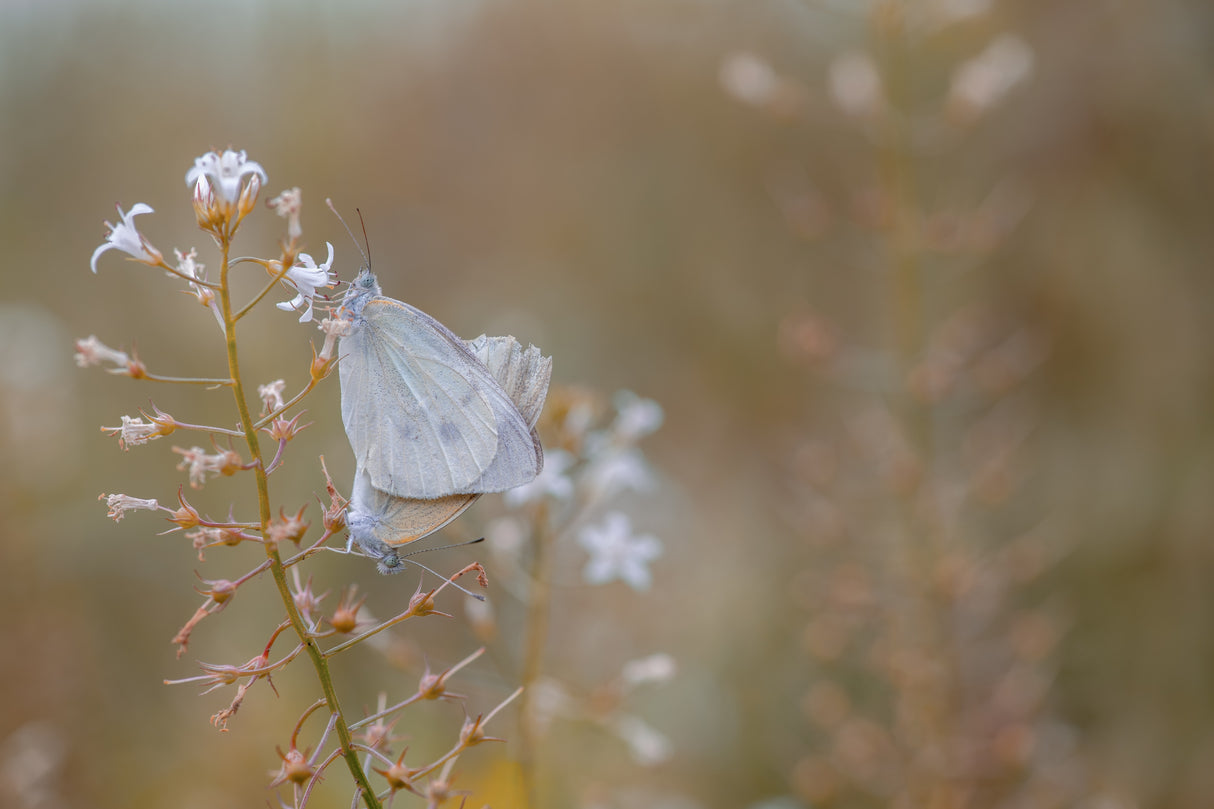 butterfly Poster och Canvastavla