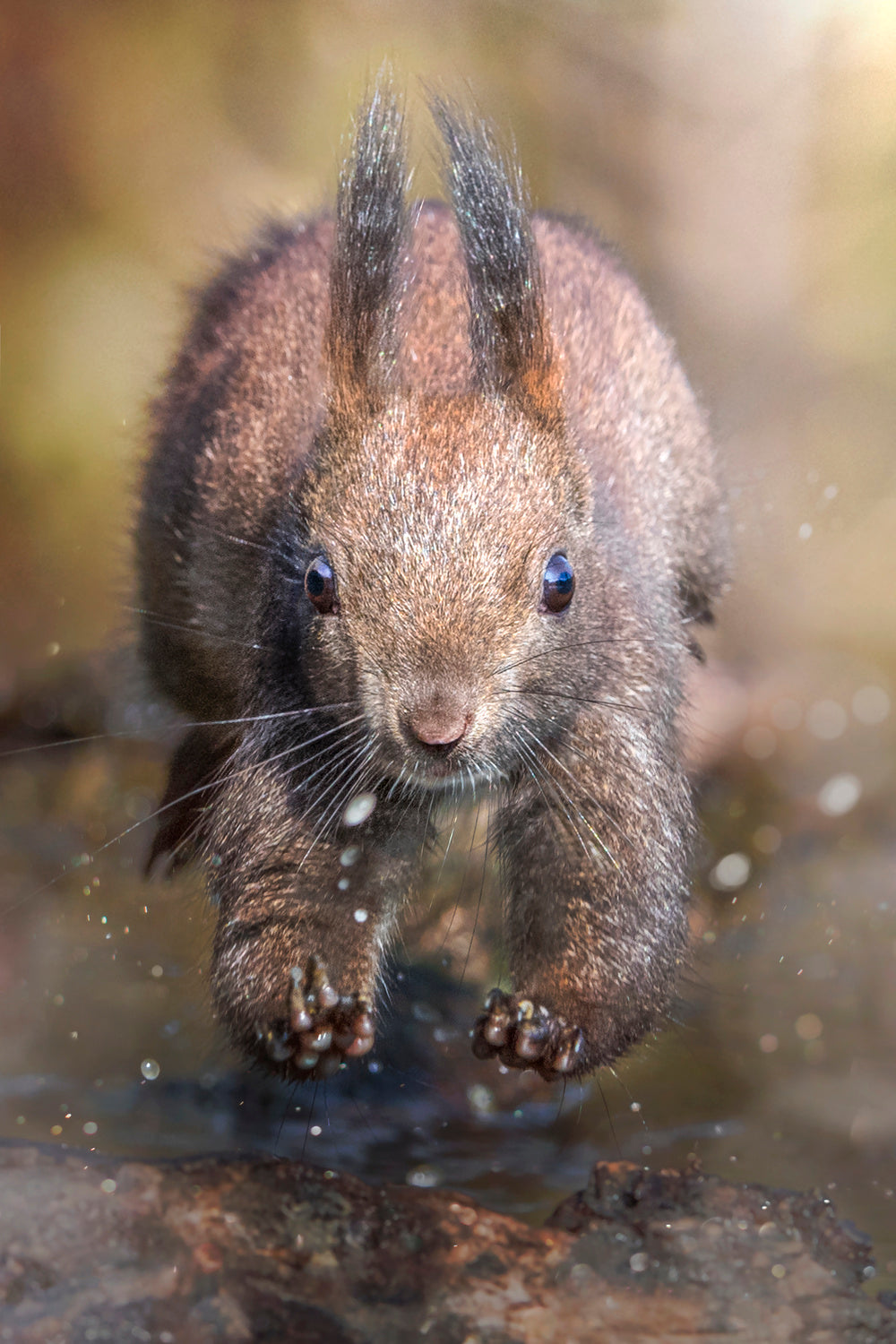 The jump of the squirrel Poster och Canvastavla