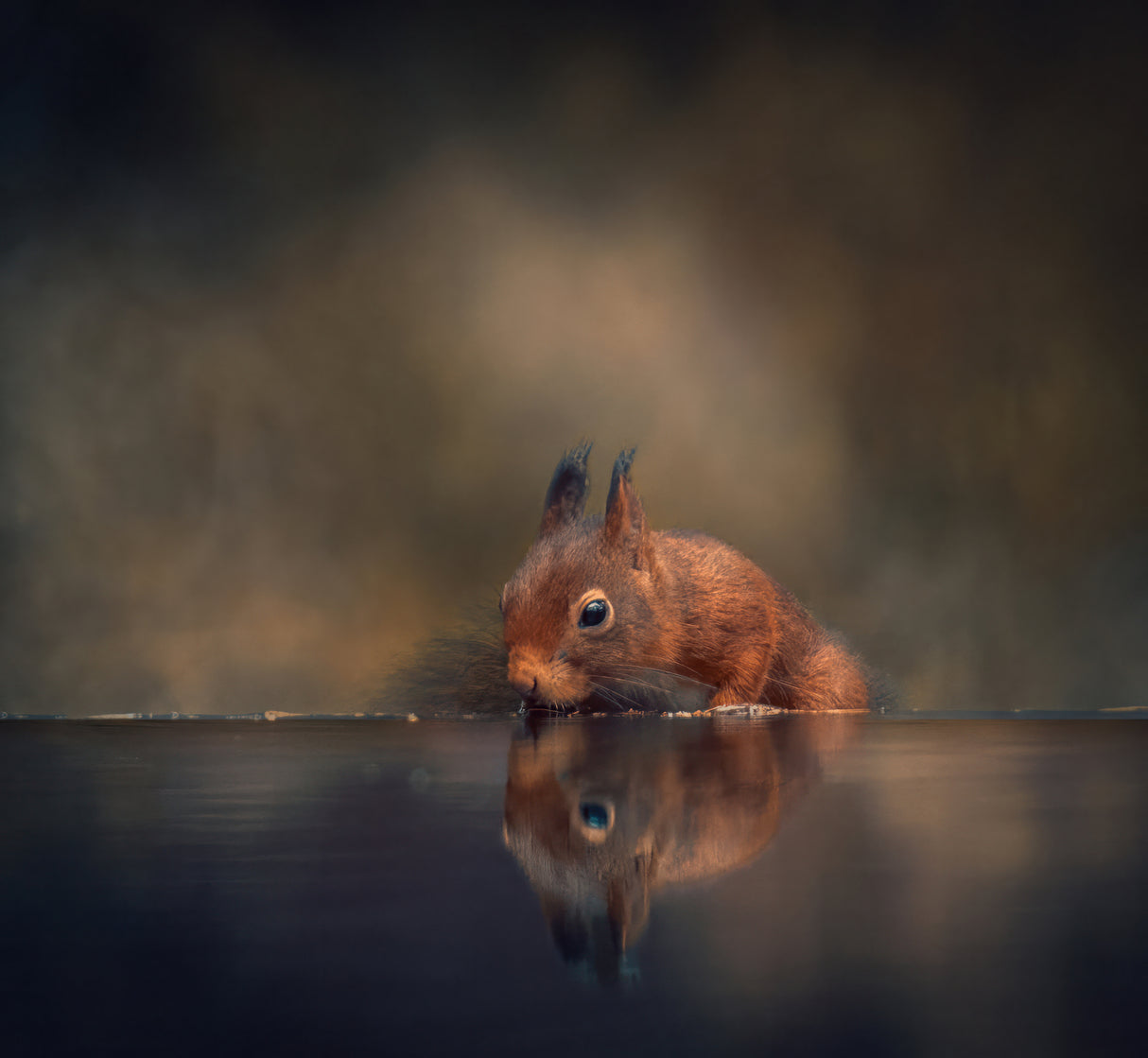 Thirsty squirrel Poster och Canvastavla