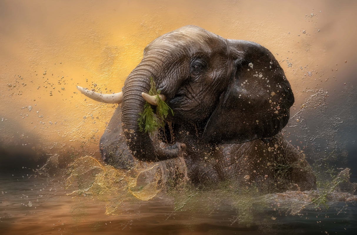 '...playful in the water...' Poster och Canvastavla